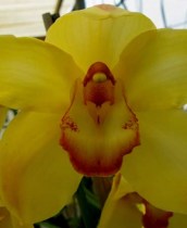 Cymbidium Wallara Golden Ball HCC/AOC